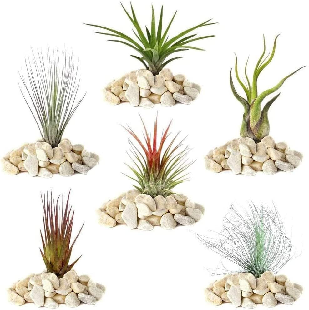 Rêve des jardiniers : 4 vraies plantes de Tillandsia - 4 vraies plantes d'air de Tillandsia - Plantes de terrarium - Plantes de terrarium décoratives - Plantes d'intérieur purificatrices d'air - Plantes décoratives - Plantes réelles