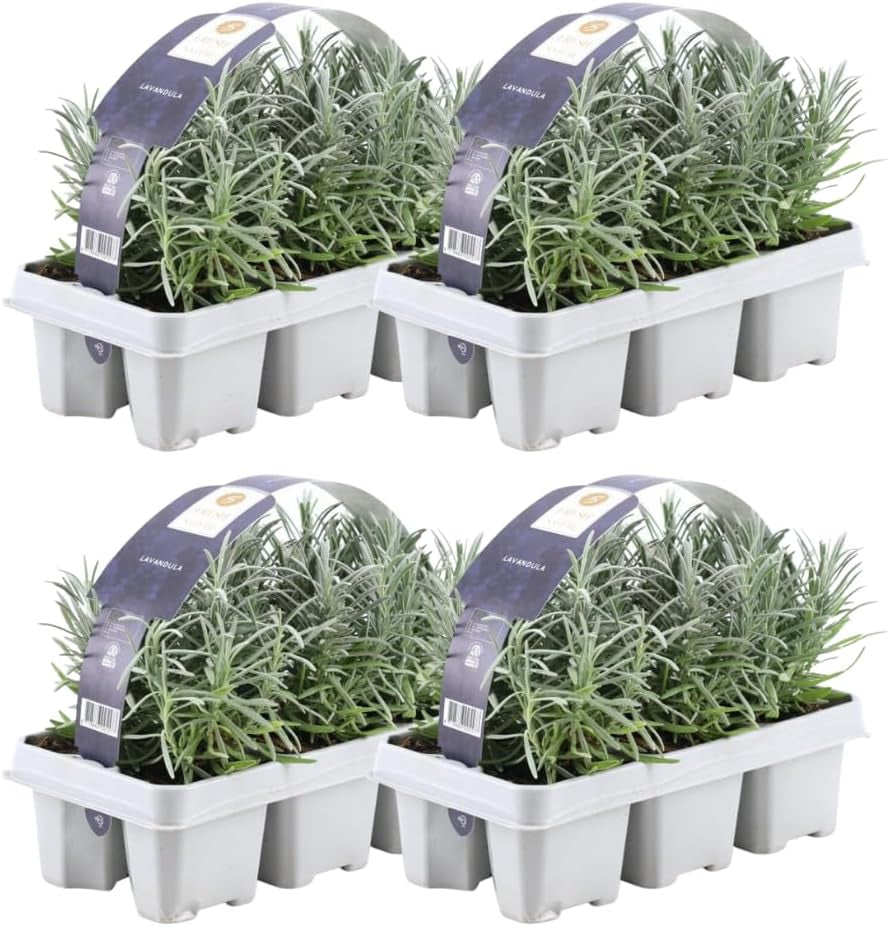 Plants by Frank | 24 Blauer Duft-Lavendel Pflanzen | Lavendel Angustifolia | Echter Lavendel Pflanze Winterhart Mehrjährig | Lavendelstrauch | Gartenpflanzen | 24 X Ø7 Cm - 15 Cm