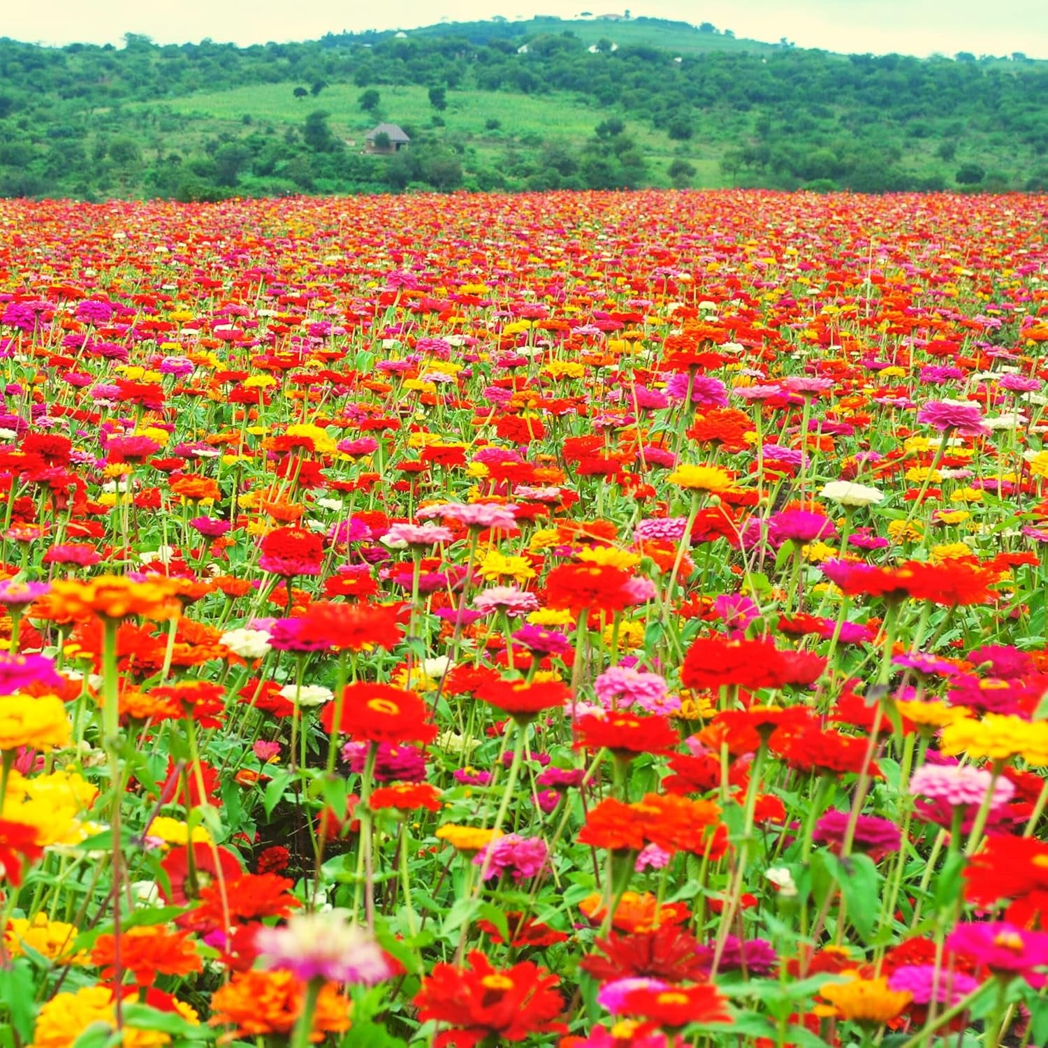 Mélange de graines de Zinnia (Zinnia) - Fleurs d'été colorées pour le parterre de jardin, le balcon, la terrasse et comme fleurs coupées dans des vases