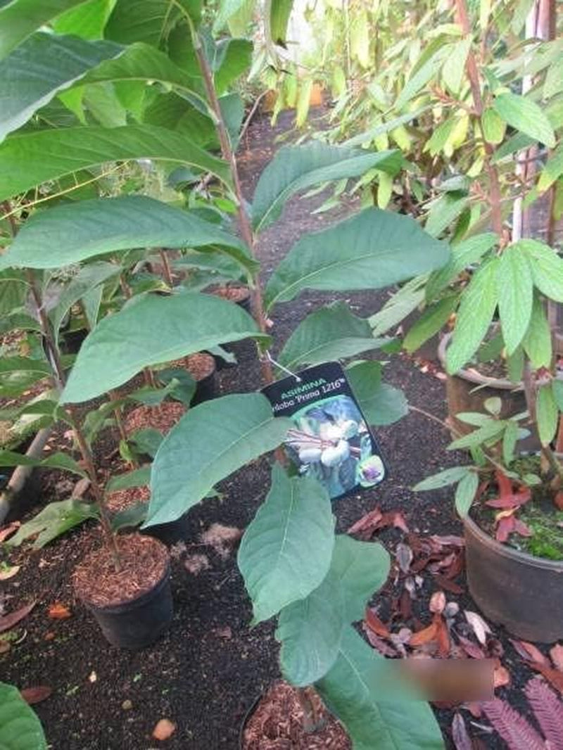 Asimina Triloba Prima 1216 - Paw Paw - Indianerbanane - Selbstfruchtend - 80-100Cm