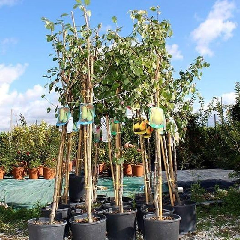 Birnbaum Angelica – Alte Sorte Obstpflanze Im Topf Ø 24–26 Cm – Max. Wuchshöhe 180 Cm – 4 Jahre Alt – Italienische Baumschule
