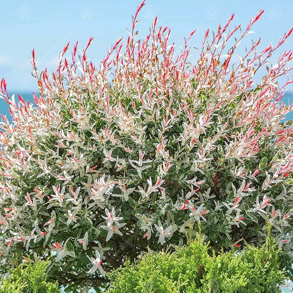 Harlekinweidesamen, Immergrüne Winterhart Salix Integra, Hochbeet Exotische Sträucher Garten Baumsamen Schnell Wachsende 250Pcs