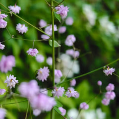 Thalictrum Aquilegifolium Frühlingsblumen, Winterharte Kübelpflanzen Exotische Heilkräuter Zimmerpflanzen Küchenkräuter 45Samen