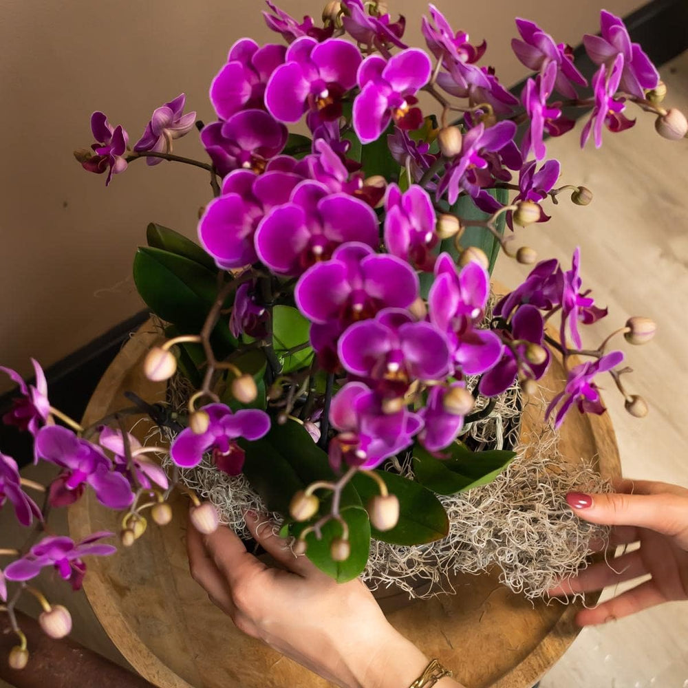Kolibri Orchids | Lila Phalaenopsis Orchidee - Morelia - Topfgröße Ø9Cm | Blühende Zimmerpflanze - Frisch Vom Züchter