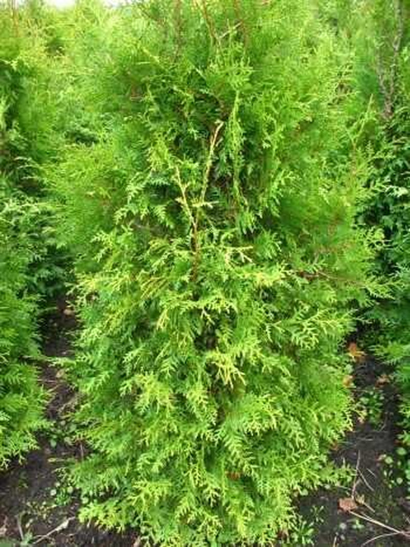 Brabant Lebensbaum Thuja Occidentalis Brabant 100-125 Cm Hoch Im 5 Liter Pflanzcontainer