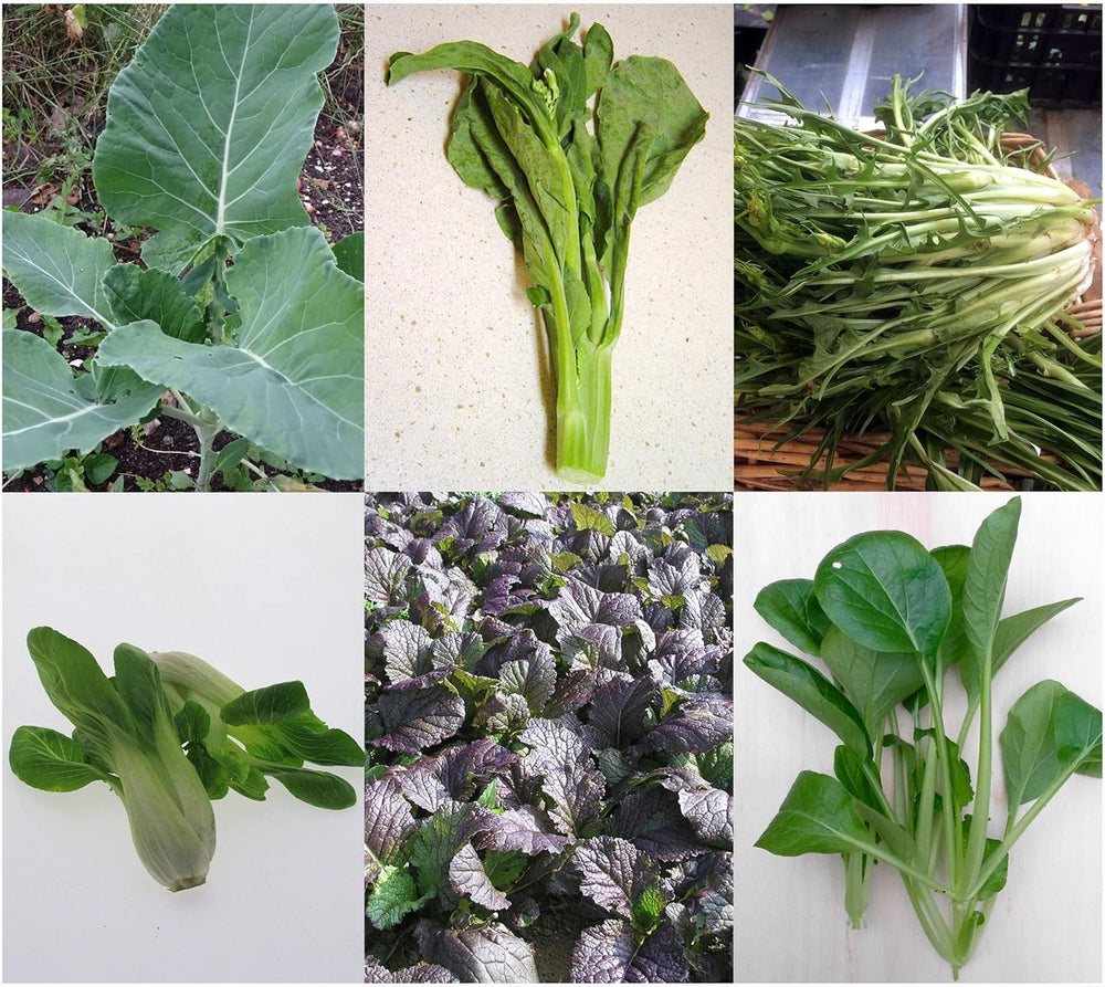 Oriental Greens - Samen-Geschenkset Mit 5 Asiatischen, Sehr Gesunden Blattgemüsesorten