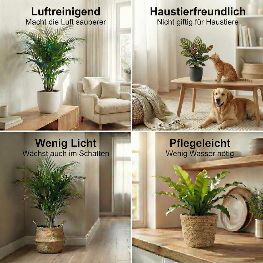 Vdvelde.Com - Luftreinigende Pflanzen Anthrazit 6 - Tierfreundliche Grüne Zimmerpflanzen - Einfacher Und Geringer Lichtbedarf - Ø12 Cm ↥Ca.40 Cm