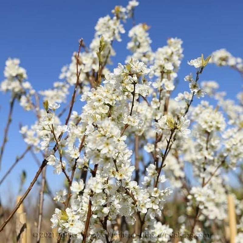 Oberschenkel Pflaumen Von Monaca Von Velletri - Obstpflanze Alte Frucht Auf Blumentopf 20 - Baum Max 170 Cm – 2 Jahre Anbau Italien