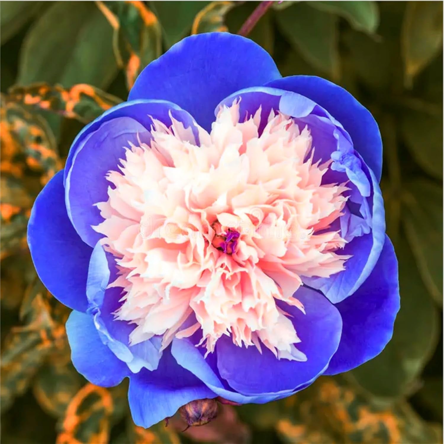 Mélange de bulbes de fleurs, ampoule magique mystère, plantation rustique, bulbe de fleurs vivaces résistant à l’hiver, bulbes rustiques - 3 bulbes d’orchidées