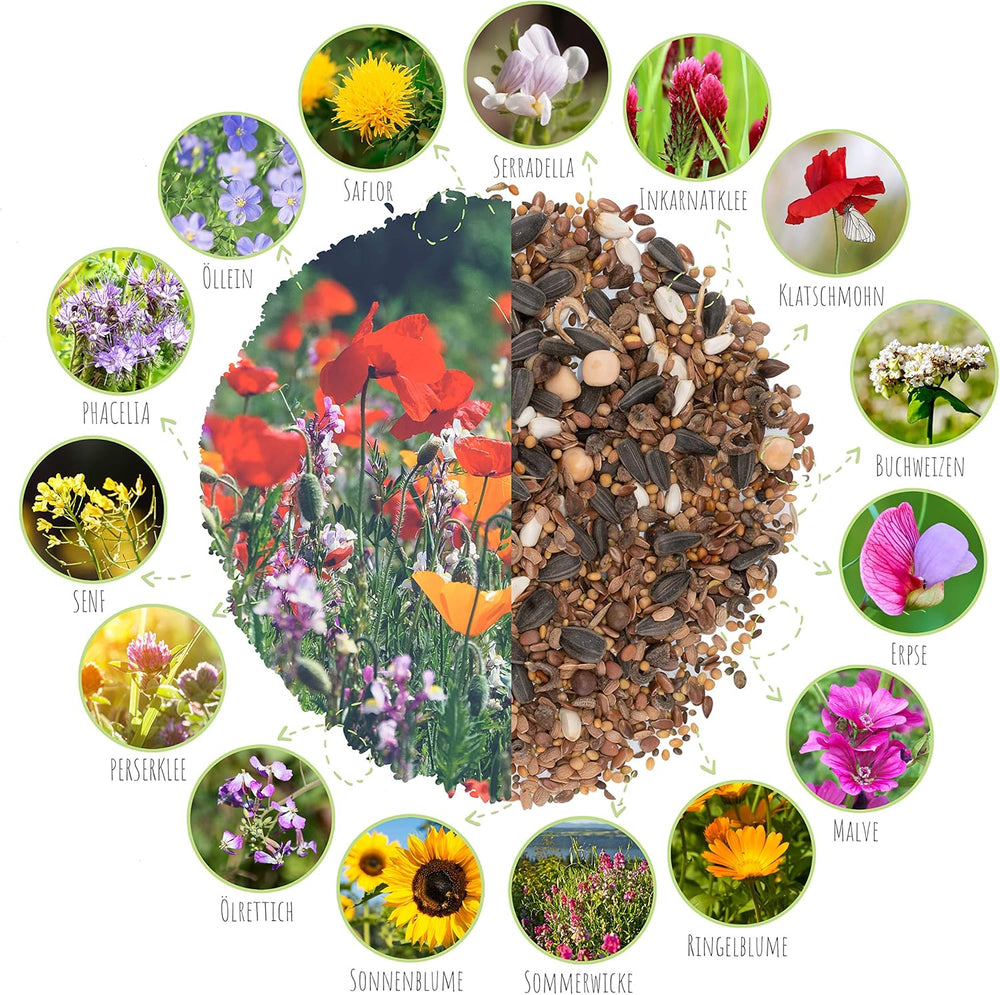 200G Schmetterlingswiese Samen Für Eine Bunte Blumenwiese - Farbenfrohe & Nektarreiche Wildblumensamen Mischung Für Schmetterlinge