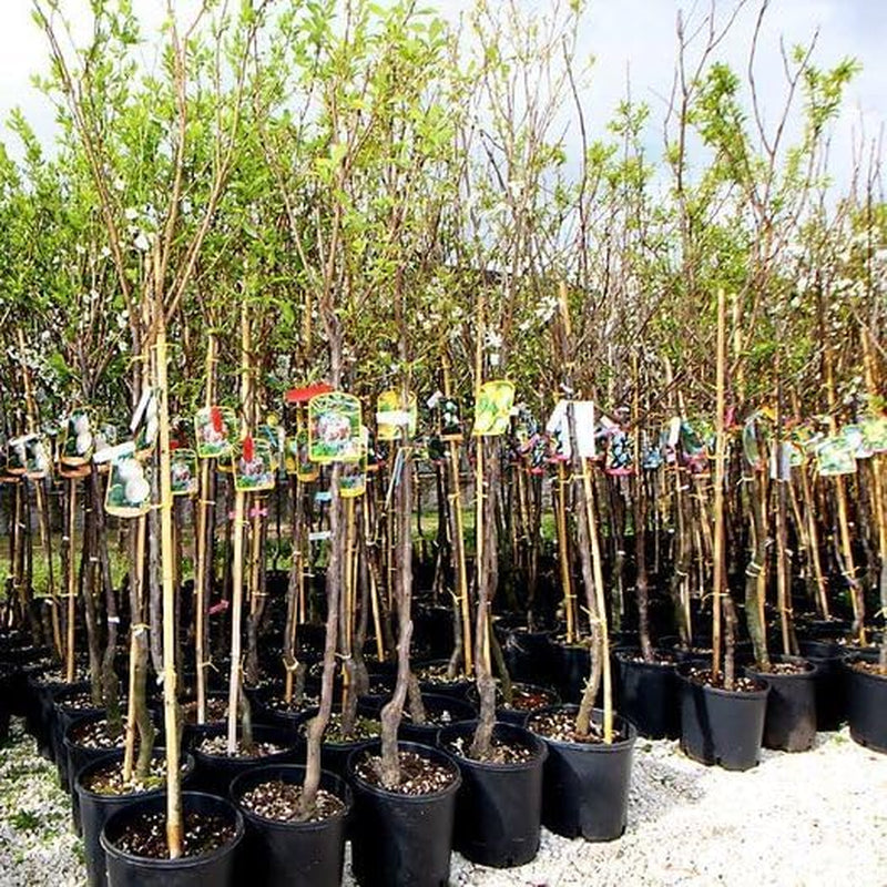 Regina Pflaumen Claudia Gialla - Obstpflanze Alte Frucht Auf Blumentopf 20 - Baum Max 170 Cm – 2 Jahre Anbau Italien