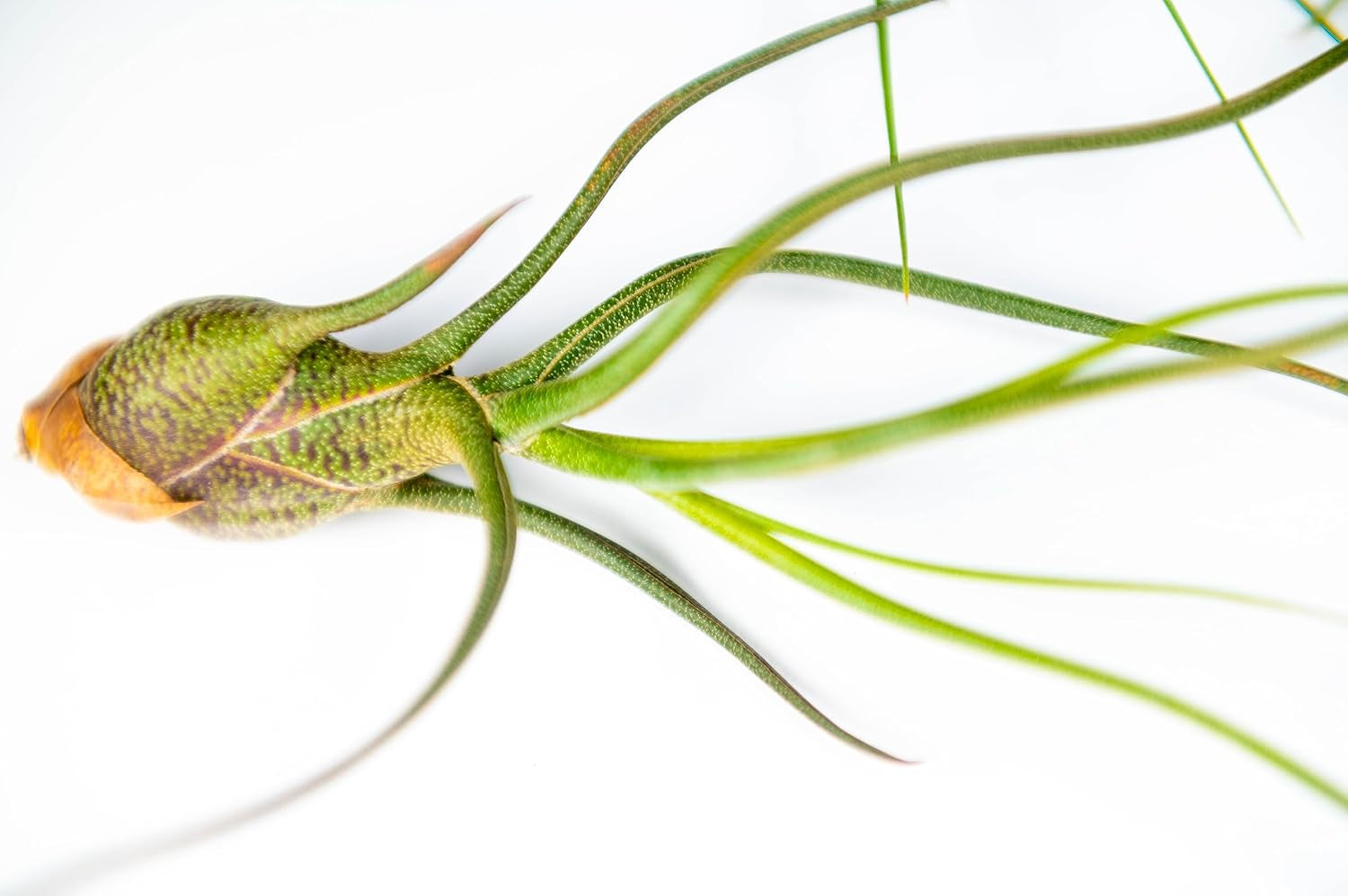Packung Luftpflanzen - Tillandsia Ionantha, T. Butzii, T. Juncea - Natürliche Blütenpflanzen - Außen Und Innen (3 Stück)