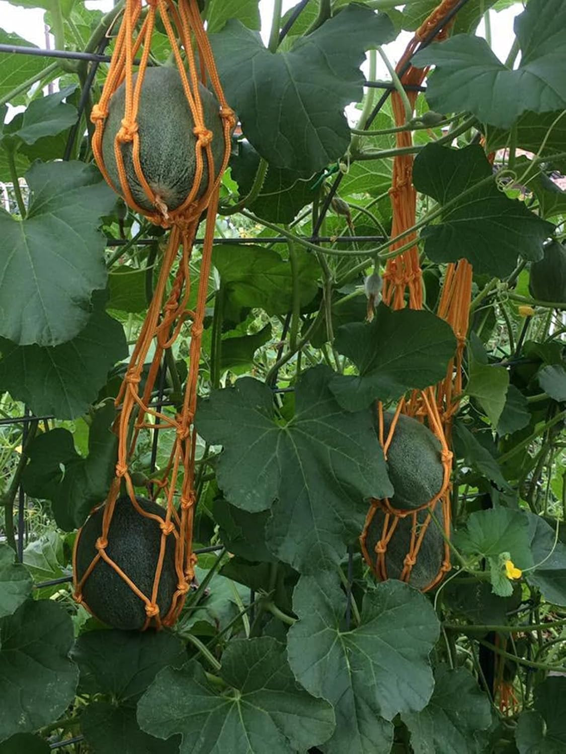 Melonen Hängematten Wiegen, 5 Stück Netze Für Melonen, Perfekt Für Den Anbau Von Cantaloupe, Wassermelone Im Vertikalen Garten (Orange)