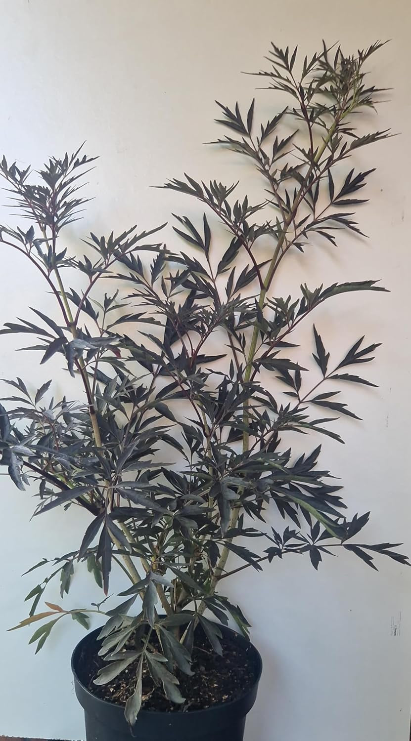 Schwarzlaubiger Holunder Sambucus Nigra Black Lace 80-100 Cm Hoch Solitär Im 12 Liter Pflanzcontainer