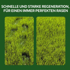 LERAVA Rasensamen Bermudagras (200 G) - Für 20 M² - Extrem Trittfest Und Trockenheitsresistent - Schnellwachsender Rasen Für Mediterrane Und Küstennahe Flächen - Spart Bis Zu 20% Wassera