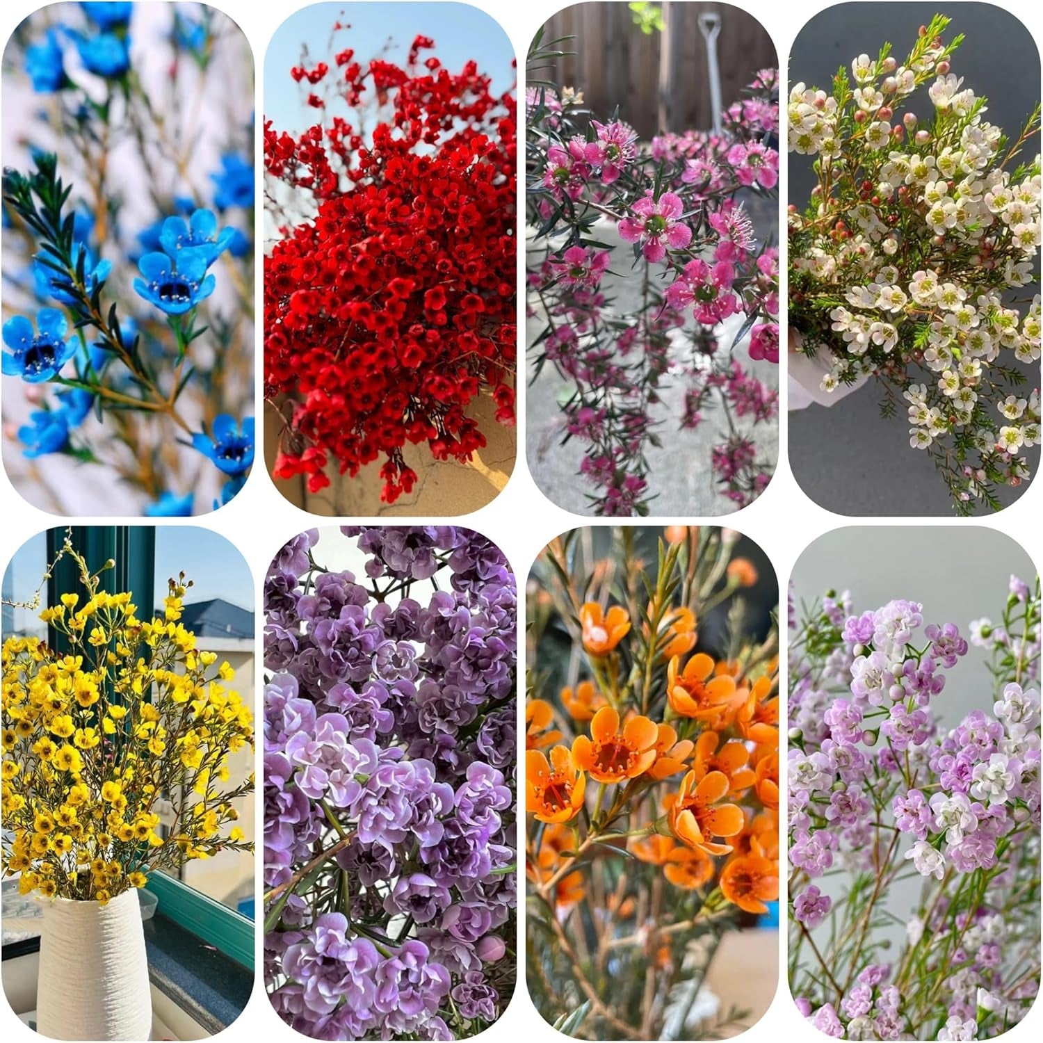 Chamelaucium Uncinatum - Schnell Wachsende Sträucher Herbst Deko Wohnzimmer Balkon Minigarten Für Sonnige Plätze Balkonpflanzen Frühlingsblumen Topfpflanzen Nachhaltige Geschenke 40Samen
