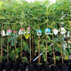 Feigenbaum Colummaro Weiß – Obstpflanze Alte Sorte Topf Ø 26 Cm, Max. Wuchshöhe 180 Cm – Alter: 4 Jahre - Italienische Baumschule