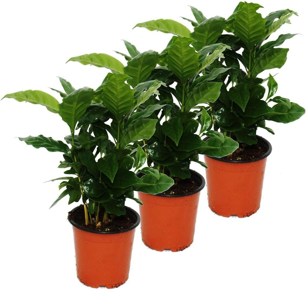 Exotenherz Kaffee Pflanze (Coffea Arabica) 3 Pflanze - Zimmerpflanze