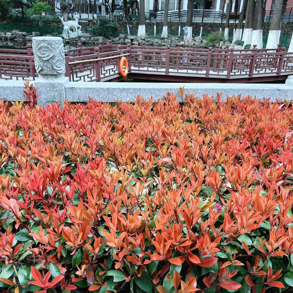 Rote Glanzmispelsamen - Hochbeet Winterharte Balkonpflanzen Red Robinsamen Winterharte Garten Bodendecker 300Pcs