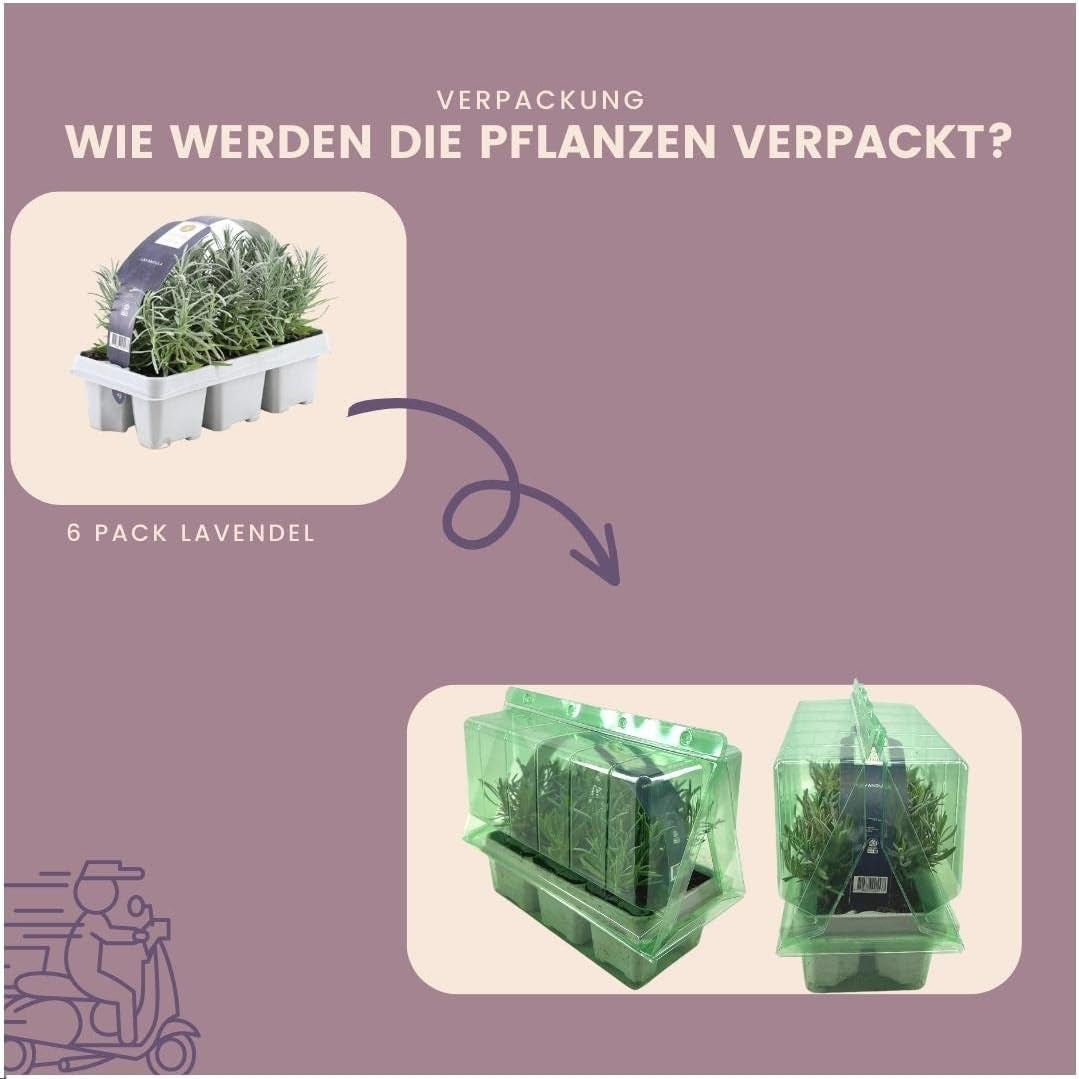 Plants by Frank | 24 Blauer Duft-Lavendel Pflanzen | Lavendel Angustifolia | Echter Lavendel Pflanze Winterhart Mehrjährig | Lavendelstrauch | Gartenpflanzen | 24 X Ø7 Cm - 15 Cm
