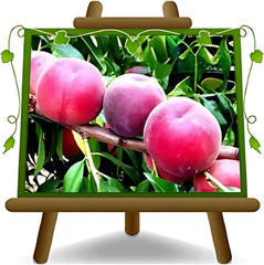 Pfirsiche Pulpa Rote Vigna - Obstpflanze Alte Frucht Auf Blumentopf 20 Baum Max 170 Cm – 2 Jahre Anbau Italien