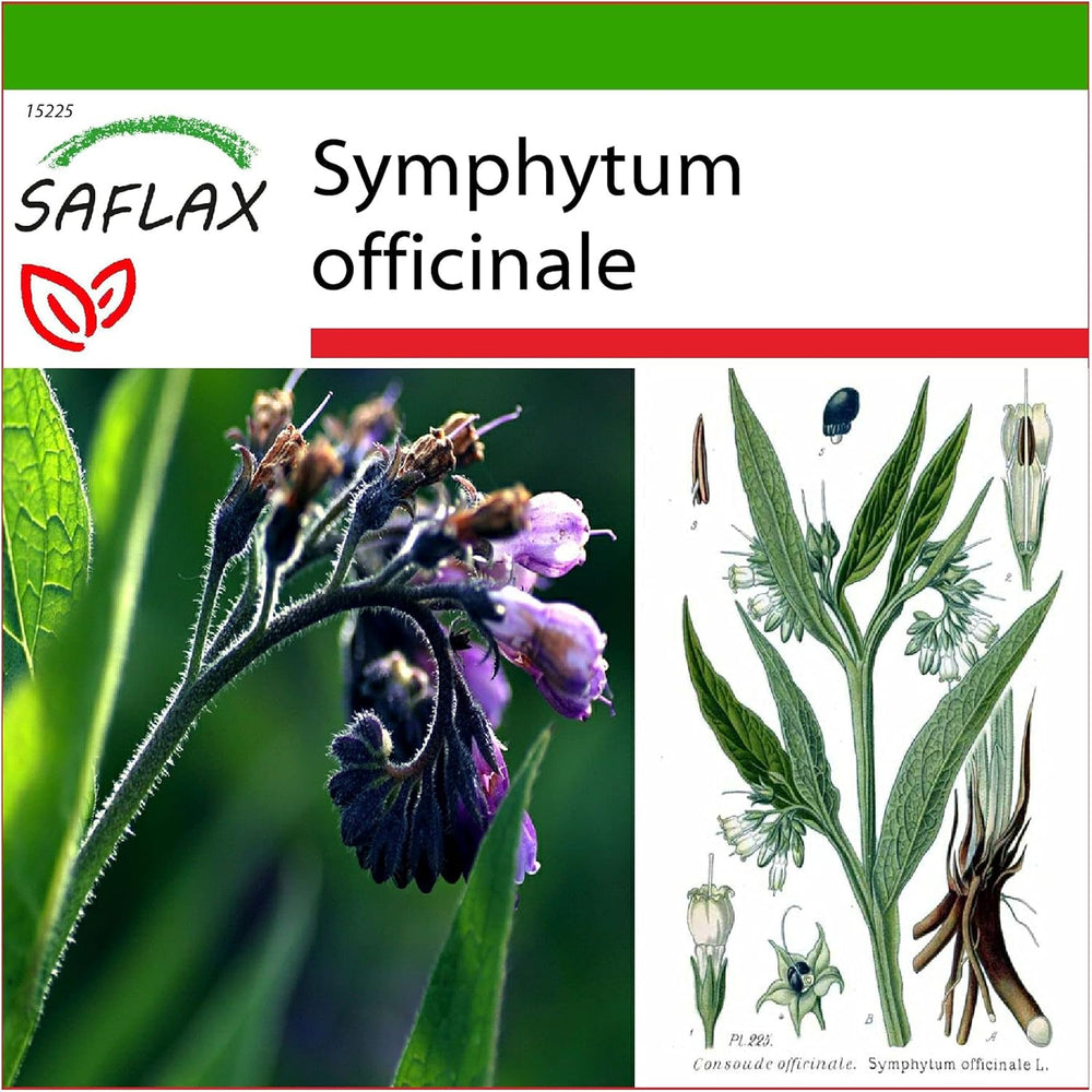 SAFLAX - Heilpflanzen - Beinwell - 15 Samen - Mit Keimfreiem Anzuchtsubstrat - Symphytum Officinale