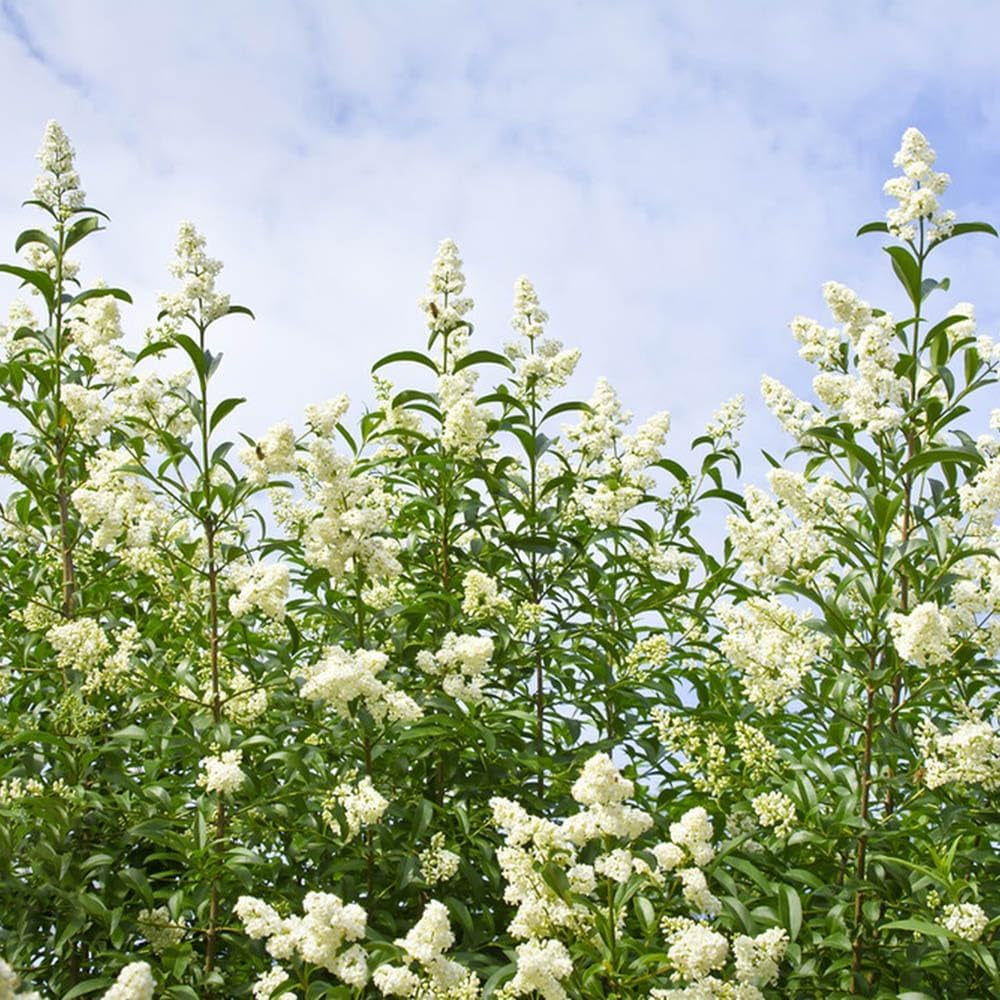 Liguster, Ligustersamen Seltene Gartendeko Für Draußen Liguster Schnell Wachsende Sträucher Winterharte Garten Deko Gartenpflanzen Winterhart Mehrjährig Pflanzensamen Bodendecker 60Samen