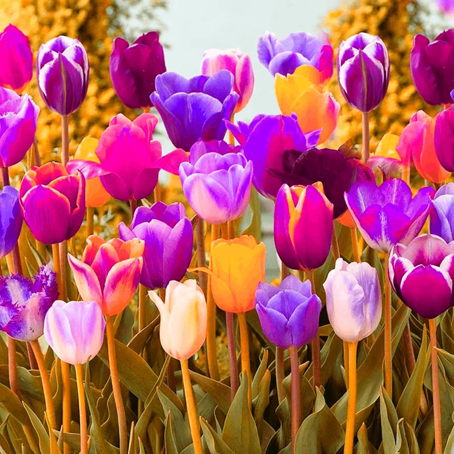 Lebende Pflanzen,Mehrjährige Blumenzwiebel ist winterhart, Winterhart pflanzen, Mysteriöse magische Glühbirne, Blumenzwiebel Mix-4 Oxalis Triangularis Blumenzwiebeln