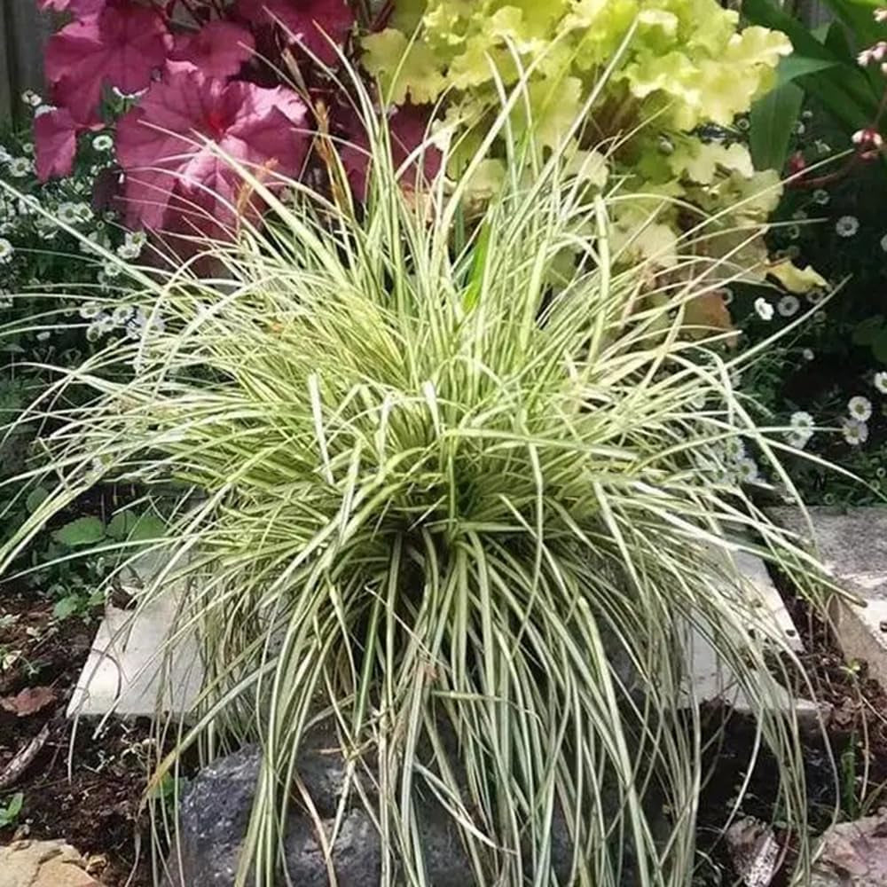 Carex Oshimensis Luftreinigende Zimmerpflanzen Sträucher Für Den Garten Terrassenpflanzen Büropflanzen Sichtschutz Winterfeste Gartenpflanzen Für Draußen Seltene Outdoor Ziergräser 400Samen