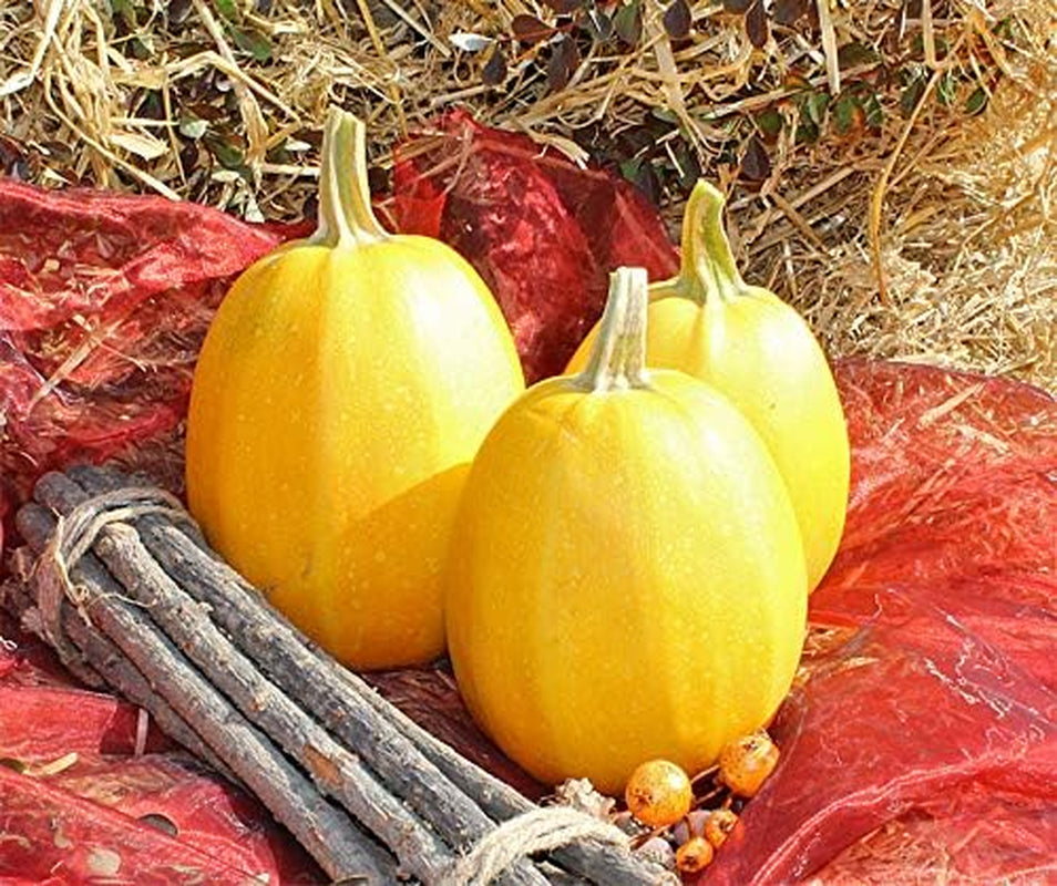 Pyza Kürbissamen Von Bobby-Seeds, Portion