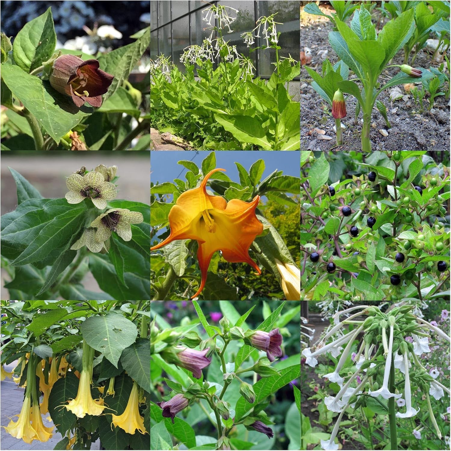 Plantes de prêle légendaires - Ensemble de graines avec 5 plantes magiques