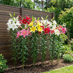 Bulbes de lys géants Collection d'arbres rustiques - Bulbes de fleurs rustiques - Paquet de 15 en 5 variétés et couleurs - Mélange hollandais pour la plantation de jardin (pas de graines, non artificielles)