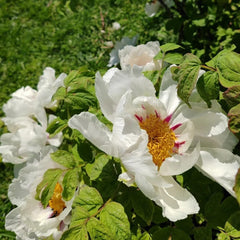 10Zwiebeln Pfingstrosen, Winterharte Garten Gartenpflanzen Geschenke Für Gärtner Winterharte Kübelpflanzen