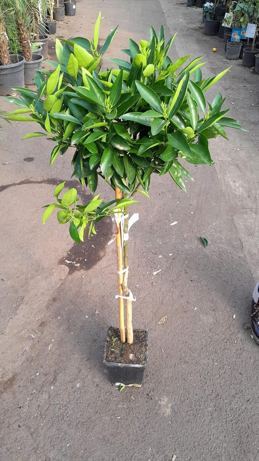 Hernandina Clementinenbaum 120-150 Cm – Mediterraner Citrusbaum | Winterharte, Süße Früchte | Perfekt Für Garten, Balkon & Terrasse