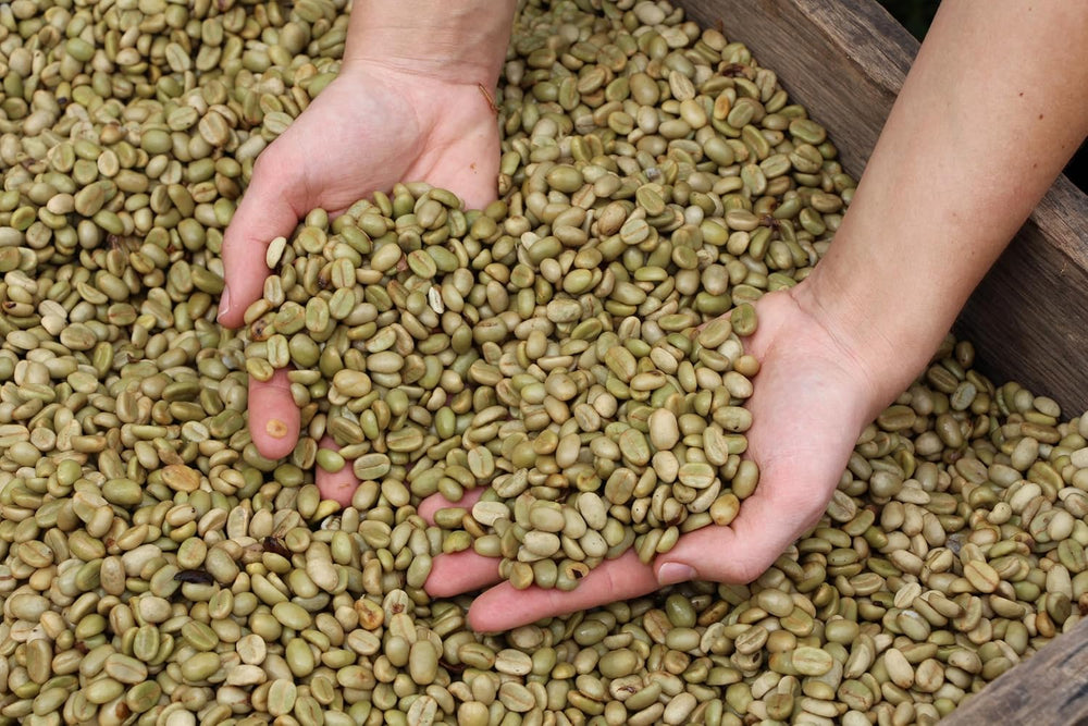 | Echantillon de café en grains 1 kg | Suprême 500g et Arabica Gourmand 500g | Faible acidité | Crème fine | Le meilleur expresso pour machines entièrement automatiques | Coffret dégustation de café