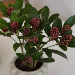 Skimmia, Balkonpflanzen Winterhart Mehrjährig Skimmia Japonica Rubella, Balkonpflanzen Blumensamen Seltene Sträucher Garten 50Samen
