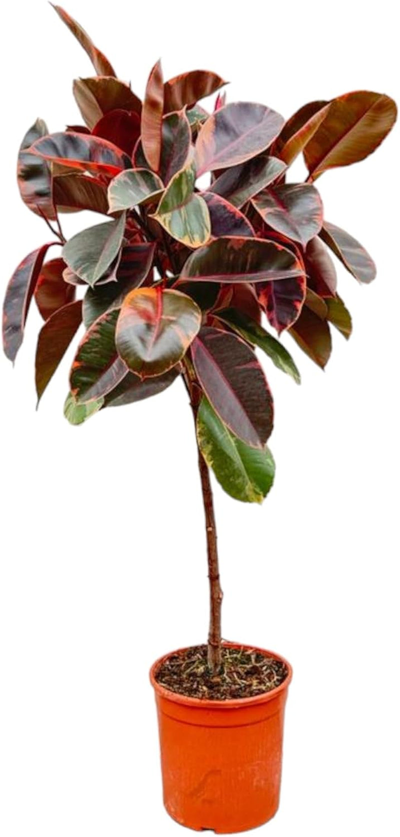 Trendyplants - Ficus Elastica Belize Am Stamm - Gummibaum - Zimmerpflanze - Höhe 120-140 Cm - Topfgröße Ø24Cm