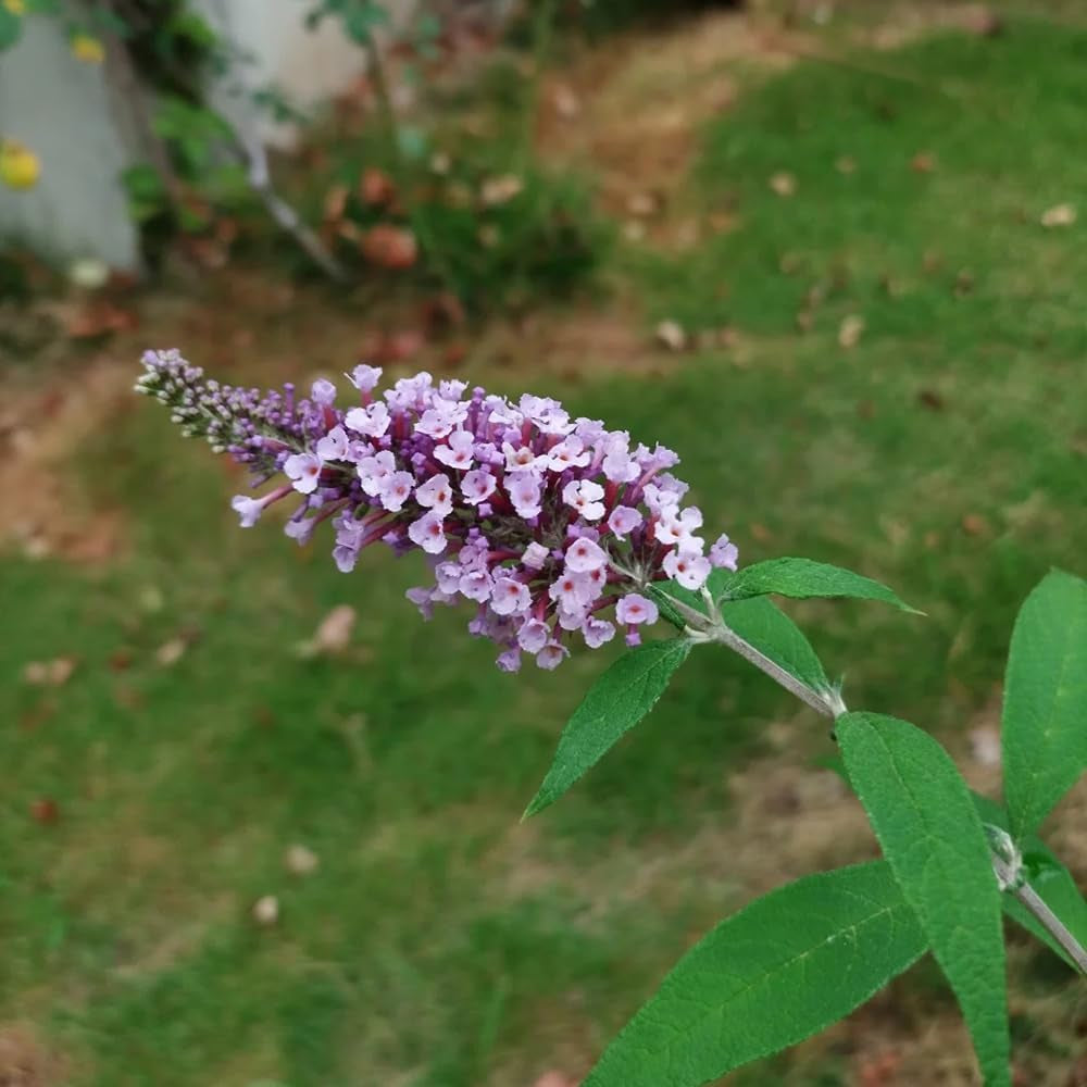 Schmetterlingsflieder, Mehrjährig Winterhart, Bio -Buddleja Garten 300Samen