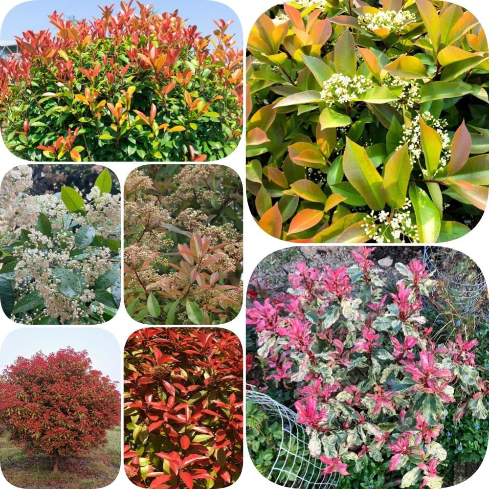 Glanzmispel Red Robin - Outdoor Balkonpflanzen Blühende Sträucher Winterhart Schnell Wachsende Sträucher Bio Bodendecker Hecken Exotische Geschenke Für Gärtner Gartendeko Für 600Samen
