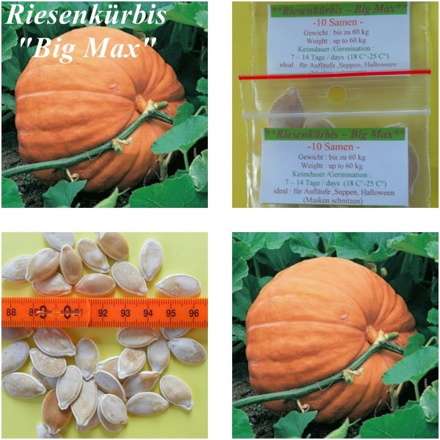 Riesenkürbis - Big Max - 20 Samen - Bis Zu 60 Kg Schwere Kürbisse !!