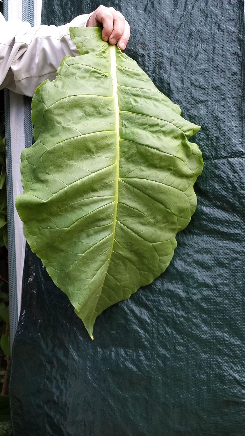 Graines de tabac 5x1000 véritable tabac à fumer 5 variétés Virginia, Red Front, Orient Xanthi, Baden Geudertheimer Fresh. Récolte 2025