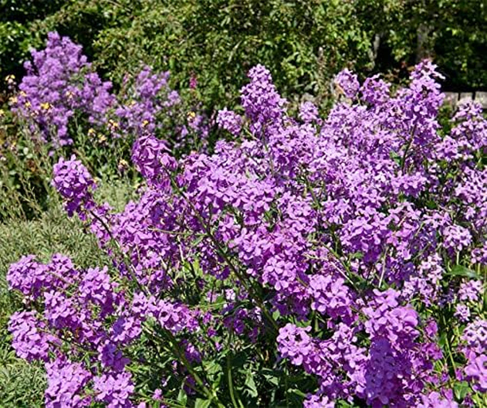 La Verde MEIN GARTEN UND ICH. Nachtviole Blumensamen Für Ca. 300 Pflanzen, Stark Duftende Bauernblume, Zweijährig, Saatgut Ohne Gentechnik
