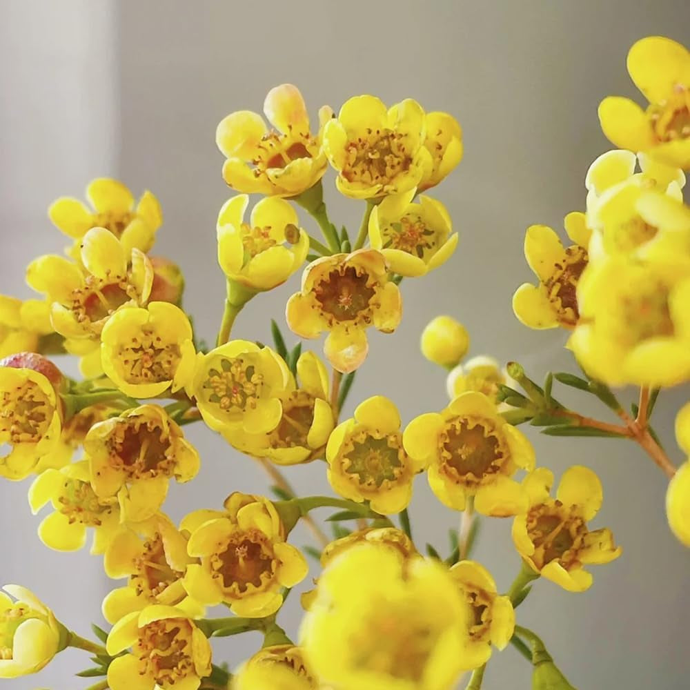 Chamelaucium Uncinatum - Balkonpflanzen Frühlingsblumen Exotische Bio Grünpflanzen Zimmerpflanze Immergrüne Ausgefallene Geschenke Schnell Wachsende Sträucher Hecken Sträucher 100Samen