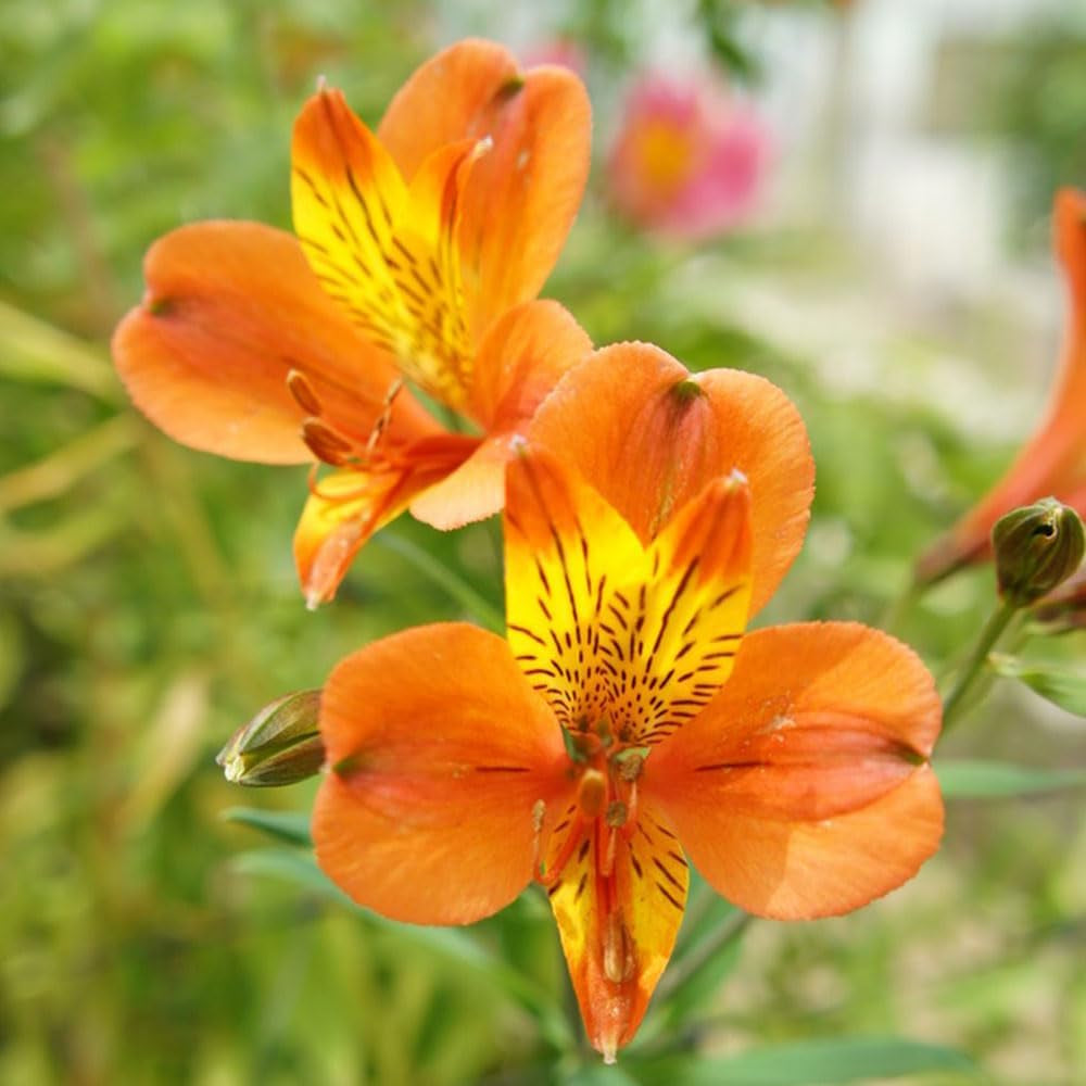 Alstroemeria - Indoor Garten Kräutersamen Garten Winterharte Winterharte Kletterpflanzen Winterhart Mehrjährig 400Samen