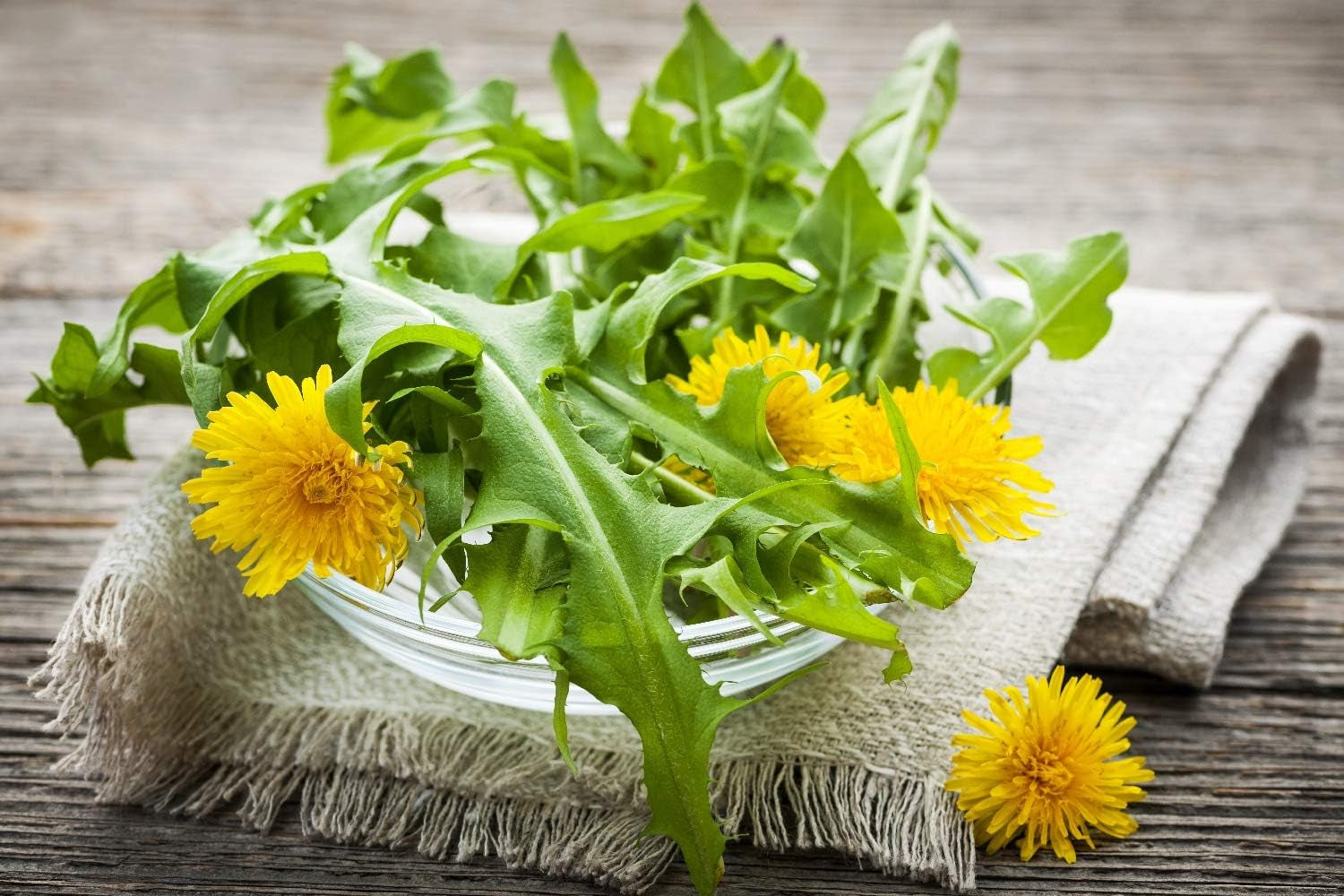 SAFLAX - BIO - Pissenlit - 400 graines - Taraxacum officinale