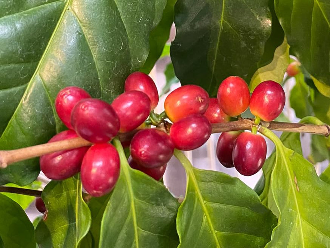 Café Arabica torréfié biologique FT Naturland, 250 g de café Naty Shop en grains entiers