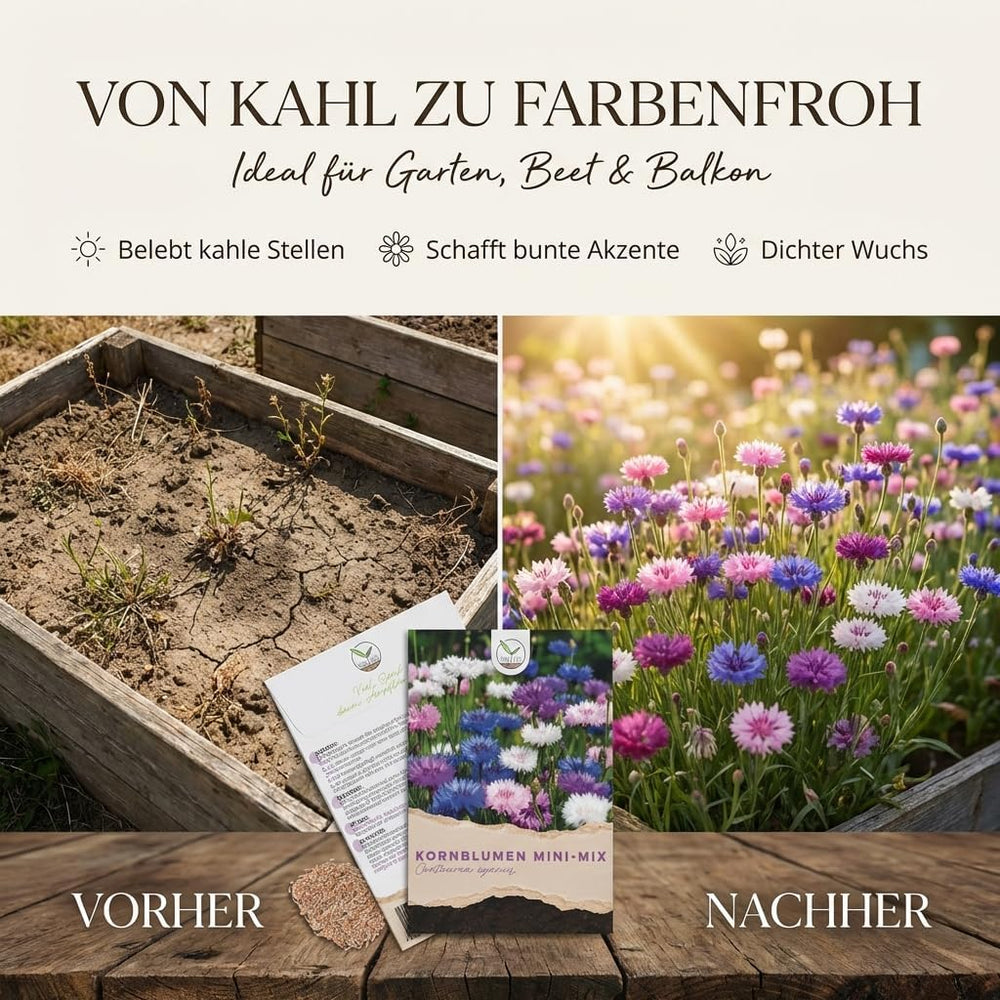 Kornblumen Samen (Centaurea Cyanus) - Wunderschön Leuchtende Blumen Mit Langer Blütezeit, Kleinwüchsig - Ideal Für Den Balkonkasten (Mini Mix, 1000 Korn, 50 Cm)