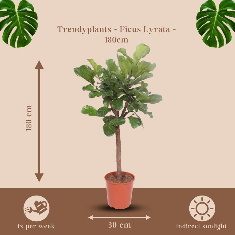 Trendyplants - Ficus Lyrata Baum - Tabakpflanze - Zimmerpflanze - Höhe 160-180 Cm - Topfgröße Ø30Cm