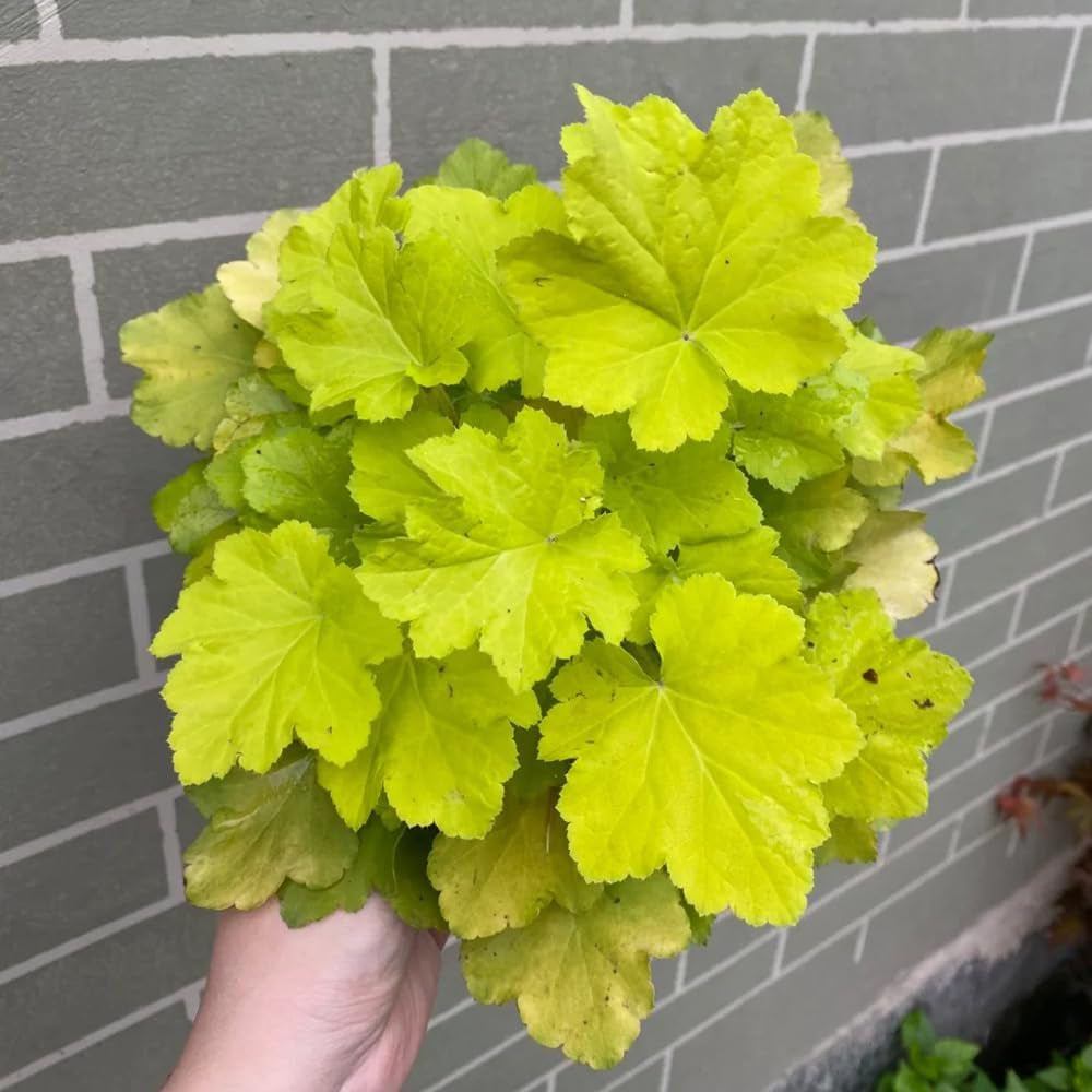 Heuchera - Purpurglöckchen Immergrüne Sträucher Hecken Heilkräuter Garten Geschenk Zimmerpflanzen Gartenpflanzen Bodendecker Gartenkräuter Exotische Balkon 250Samen