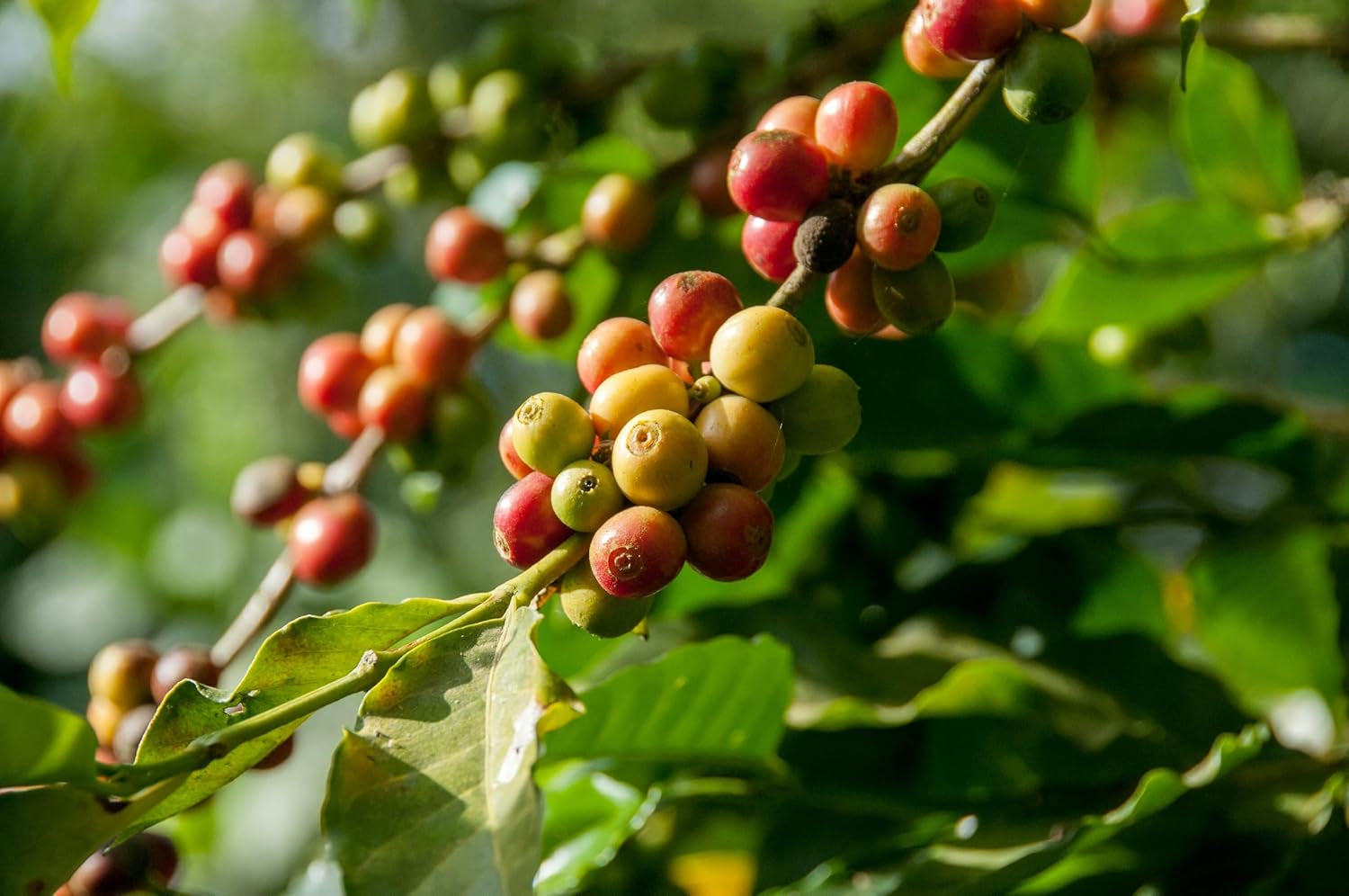 Grains de café décaféinés. Goût pur. Origine : Colombie. Grains de café décaféinés, torréfiés naturellement. Café en grains décaféiné 1 kg. 100% Robusta, les meilleures récoltes d'Amérique du Sud.